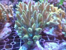 画像1: 【アーリーサマーセール20%OFF対象商品 サンゴ・イソギンチャク】【サンゴ】【通販】ブリードミドリイシsp.（美カラー）（個体販売）(±11ｃｍ）No.2（生体）（サンゴ） (1)