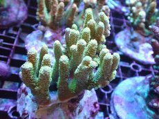 画像1: 【アーリーサマーセール20%OFF対象商品 サンゴ・イソギンチャク】【サンゴ】【通販】ブリードミドリイシsp.（美カラー）（個体販売）(±9ｃｍ）No.6（生体）（サンゴ） (1)