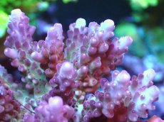 画像2: 【アーリーサマーセール20%OFF対象商品 サンゴ・イソギンチャク】【サンゴ】【通販】ブリードミドリイシsp.（美カラー）（個体販売）(±11ｃｍ）No.17（生体）（サンゴ） (2)