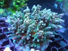 画像1: 【アーリーサマーセール20%OFF対象商品 サンゴ・イソギンチャク】【サンゴ】【通販】ブリードミドリイシsp.（美カラー）（個体販売）(±9ｃｍ）No.18（生体）（サンゴ） (1)