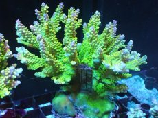 画像1: 【アーリーサマーセール20%OFF対象商品 サンゴ・イソギンチャク】【サンゴ】【通販】ブリードミドリイシsp.（美カラー）（個体販売）(±11ｃｍ）No.20（生体）（サンゴ） (1)