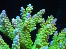 画像2: 【アーリーサマーセール20%OFF対象商品 サンゴ・イソギンチャク】【サンゴ】【通販】ブリードミドリイシsp.（美カラー）（個体販売）(±11ｃｍ）No.20（生体）（サンゴ） (2)