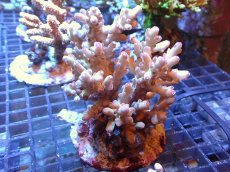 画像1: 【アーリーサマーセール20%OFF対象商品 サンゴ・イソギンチャク】【サンゴ】【通販】ブリードミドリイシsp.（美カラー）（個体販売）(±9ｃｍ）No.21（生体）（サンゴ） (1)