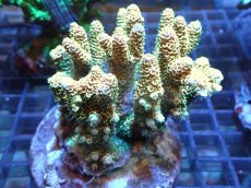 画像1: 【アーリーサマーセール20%OFF対象商品 サンゴ・イソギンチャク】【サンゴ】【通販】ブリードミドリイシsp.（美カラー）（個体販売）(±7ｃｍ）No.23（生体）（サンゴ） (1)