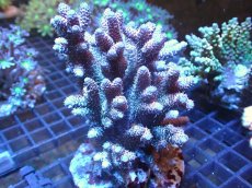 画像1: 【アーリーサマーセール20%OFF対象商品 サンゴ・イソギンチャク】【サンゴ】【通販】ブリードミドリイシsp.（美カラー）（個体販売）(±11ｃｍ）No.27（生体）（サンゴ） (1)