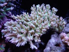 画像1: 【アーリーサマーセール20%OFF対象商品 サンゴ・イソギンチャク】【サンゴ】【通販】Wildミドリイシsp.（美カラー）Lサイズ（個体販売）(±18ｘ12ｃｍ）No.1（生体）（サンゴ） (1)