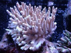画像1: 【アーリーサマーセール20%OFF対象商品 サンゴ・イソギンチャク】【サンゴ】【通販】Wildミドリイシsp.（美カラー）Lサイズ（個体販売）(±15ｘ14ｃｍ）No.4（生体）（サンゴ） (1)
