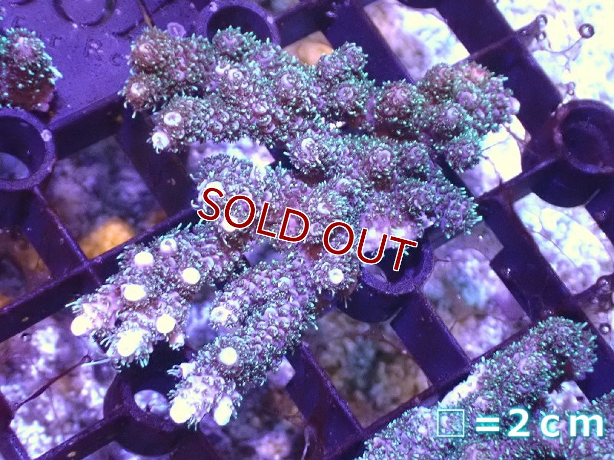 画像1: 【サンゴ】【通販】ミドリイシsp. (Greeｎ）Sサイズ（個体販売）No.3（生体）（サンゴ） (1)