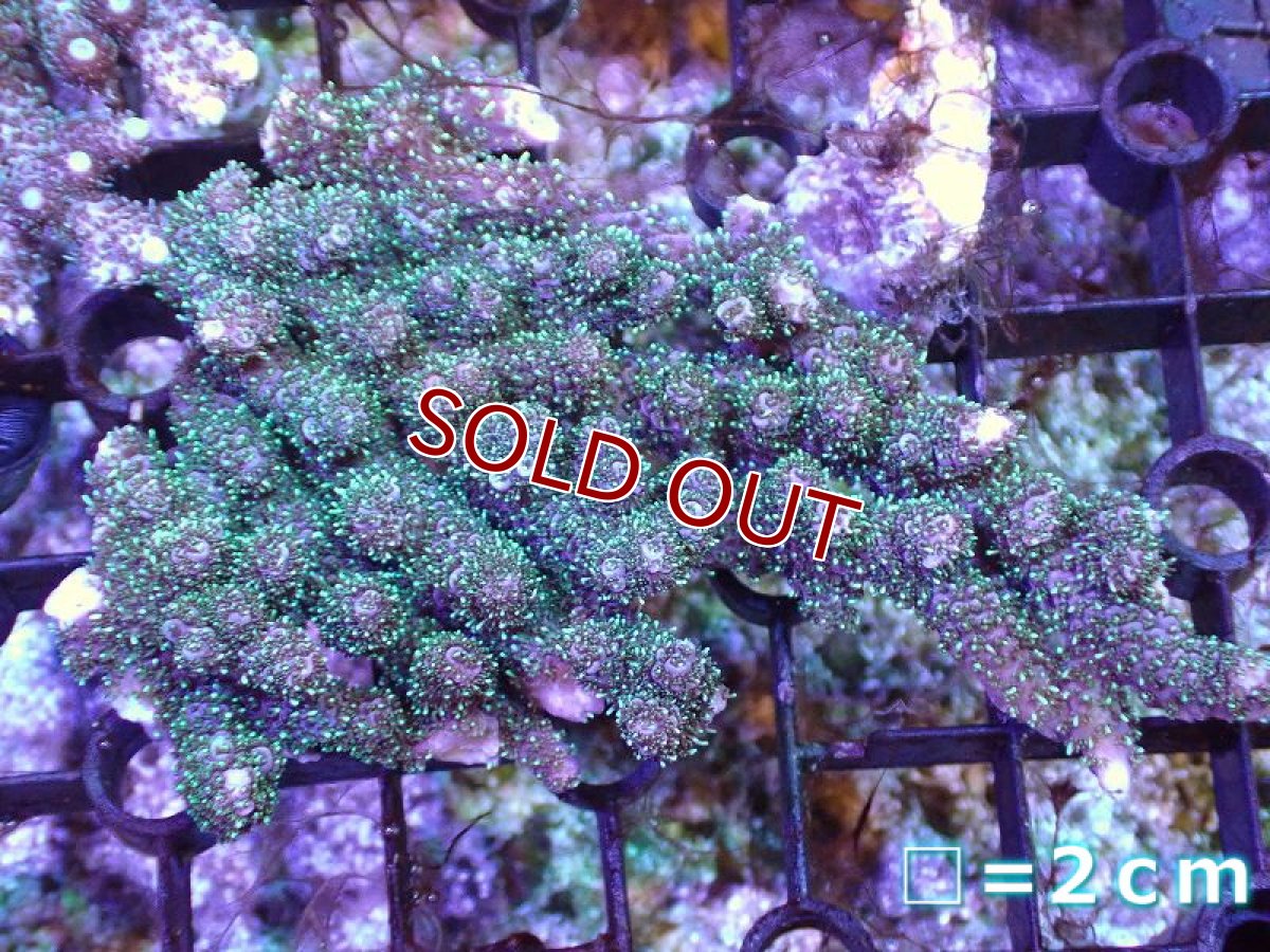 画像1: 【サンゴ】【通販】ミドリイシsp. (Greeｎ）Sサイズ（個体販売）No.6（生体）（サンゴ） (1)