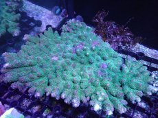 画像1: 【アーリーサマーセール20%OFF対象商品 サンゴ・イソギンチャク】【サンゴ】【通販】ミドリイシsp. (Green）Ｌサイズ（個体販売）(±23x18ｃｍ）No.8（生体）（サンゴ） (1)