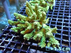 画像1: 【サンゴ】【通販】Wildミドリイシsp.（美グリーン）Mサイズ（個体販売）No.1（生体）（サンゴ） (1)
