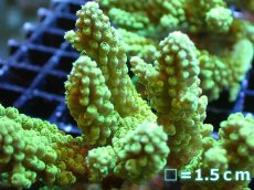 画像2: 【サンゴ】【通販】Wildミドリイシsp.（美グリーン）Mサイズ（個体販売）No.1（生体）（サンゴ） (2)