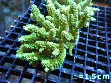 画像1: 【サンゴ】【通販】Wildミドリイシsp.（美グリーン）Mサイズ（個体販売）No.2（生体）（サンゴ） (1)