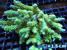 画像1: 【サンゴ】【通販】Wildミドリイシsp.（美グリーン）Mサイズ（個体販売）No.3（生体）（サンゴ） (1)