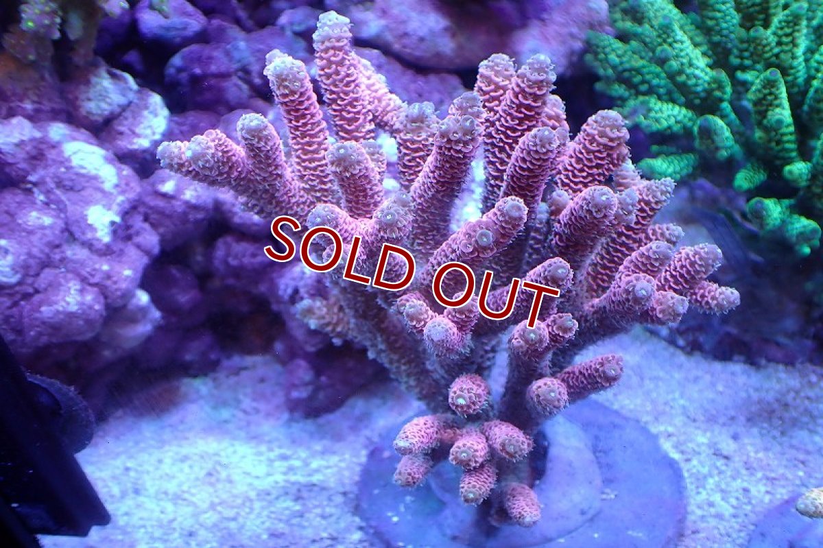 画像1: 【サンゴ】【通販】ブリードミドリイシsp.（美カラー）（個体販売）(±11ｃｍ）No.1（生体）（サンゴ） (1)