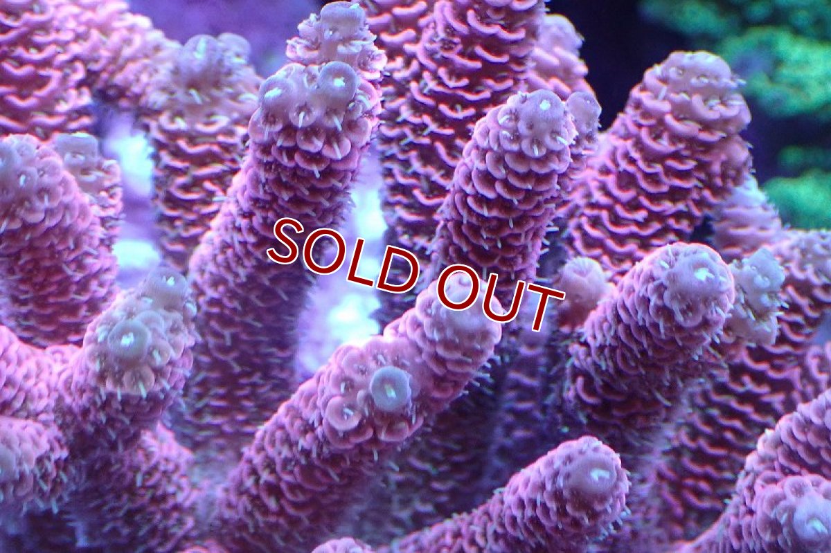 画像2: 【サンゴ】【通販】ブリードミドリイシsp.（美カラー）（個体販売）(±11ｃｍ）No.1（生体）（サンゴ） (2)