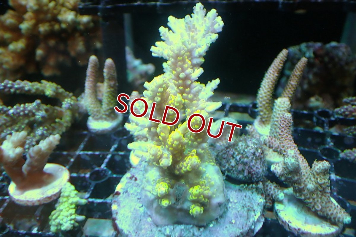 画像1: 【サンゴ】【通販】ブリードミドリイシsp.（Pikachu）（個体販売）(±9ｃｍ）No.9（生体）（サンゴ） (1)