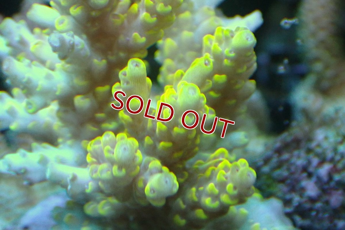 画像2: 【サンゴ】【通販】ブリードミドリイシsp.（Pikachu）（個体販売）(±9ｃｍ）No.9（生体）（サンゴ） (2)