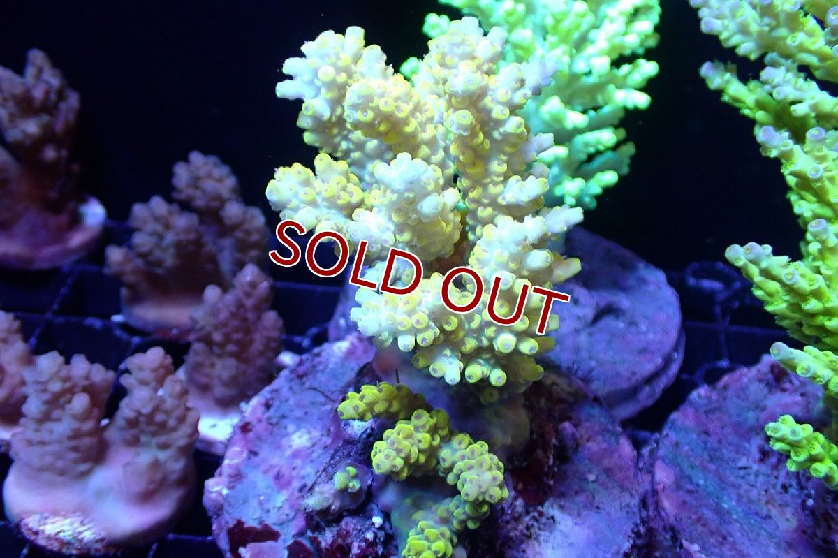 画像1: 【サンゴ】【通販】ブリードミドリイシsp.（Pikachu）（個体販売）(±9ｃｍ）No.10（生体）（サンゴ） (1)