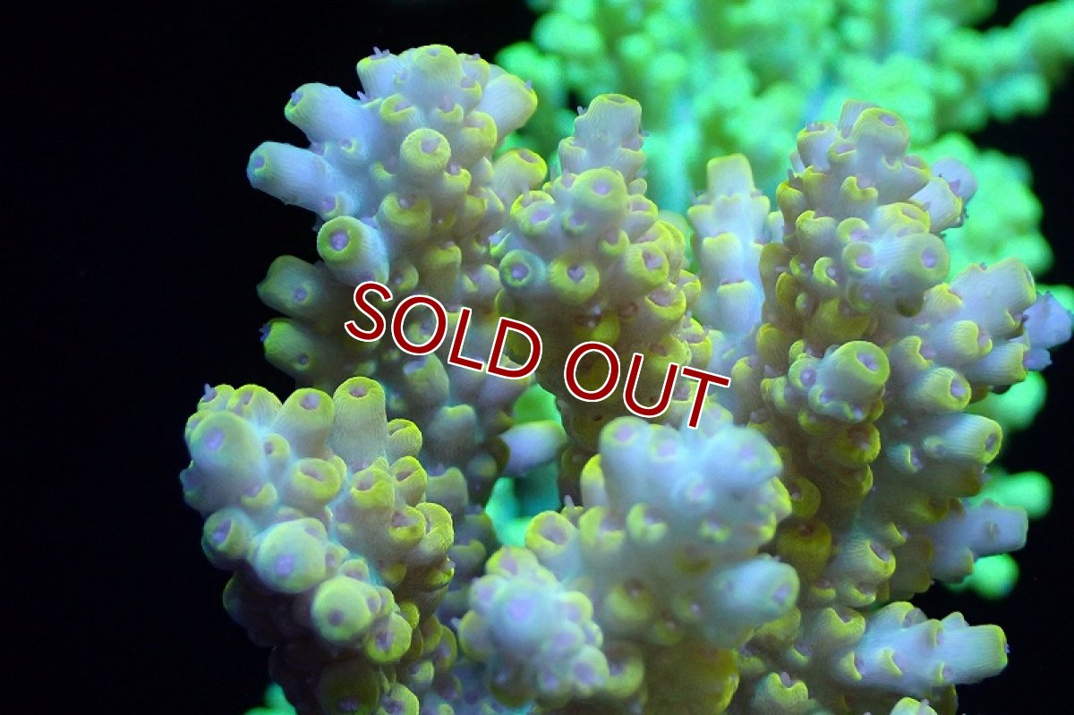 画像2: 【サンゴ】【通販】ブリードミドリイシsp.（Pikachu）（個体販売）(±9ｃｍ）No.10（生体）（サンゴ） (2)
