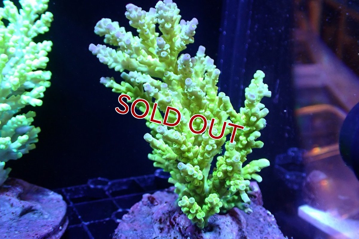 画像1: 【サンゴ】【通販】ブリードミドリイシsp.（美カラー）（個体販売）(±9ｃｍ）No.12（生体）（サンゴ） (1)