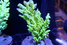 画像1: 【サンゴ】【通販】ブリードミドリイシsp.（美カラー）（個体販売）(±9ｃｍ）No.12（生体）（サンゴ） (1)