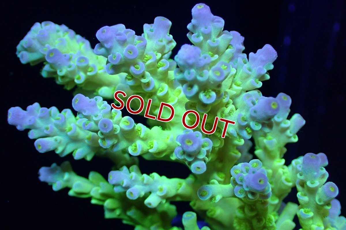 画像2: 【サンゴ】【通販】ブリードミドリイシsp.（美カラー）（個体販売）(±9ｃｍ）No.12（生体）（サンゴ） (2)