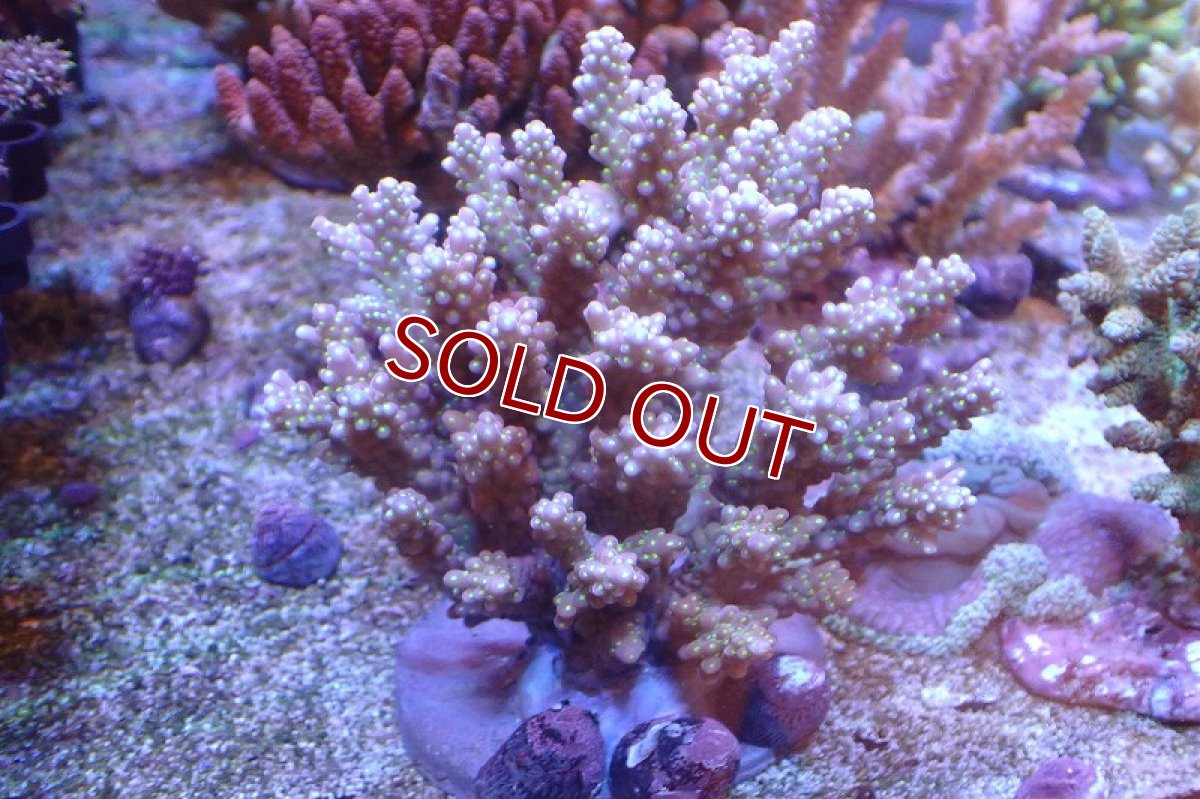 画像1: 【サンゴ】【通販】ブリードミドリイシsp.（美カラー）（個体販売）(±11ｃｍ）No.14（生体）（サンゴ） (1)