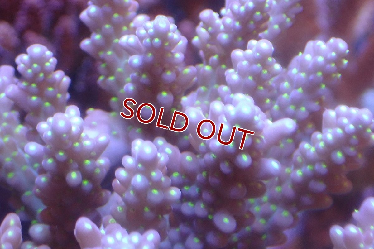 画像2: 【サンゴ】【通販】ブリードミドリイシsp.（美カラー）（個体販売）(±11ｃｍ）No.14（生体）（サンゴ） (2)