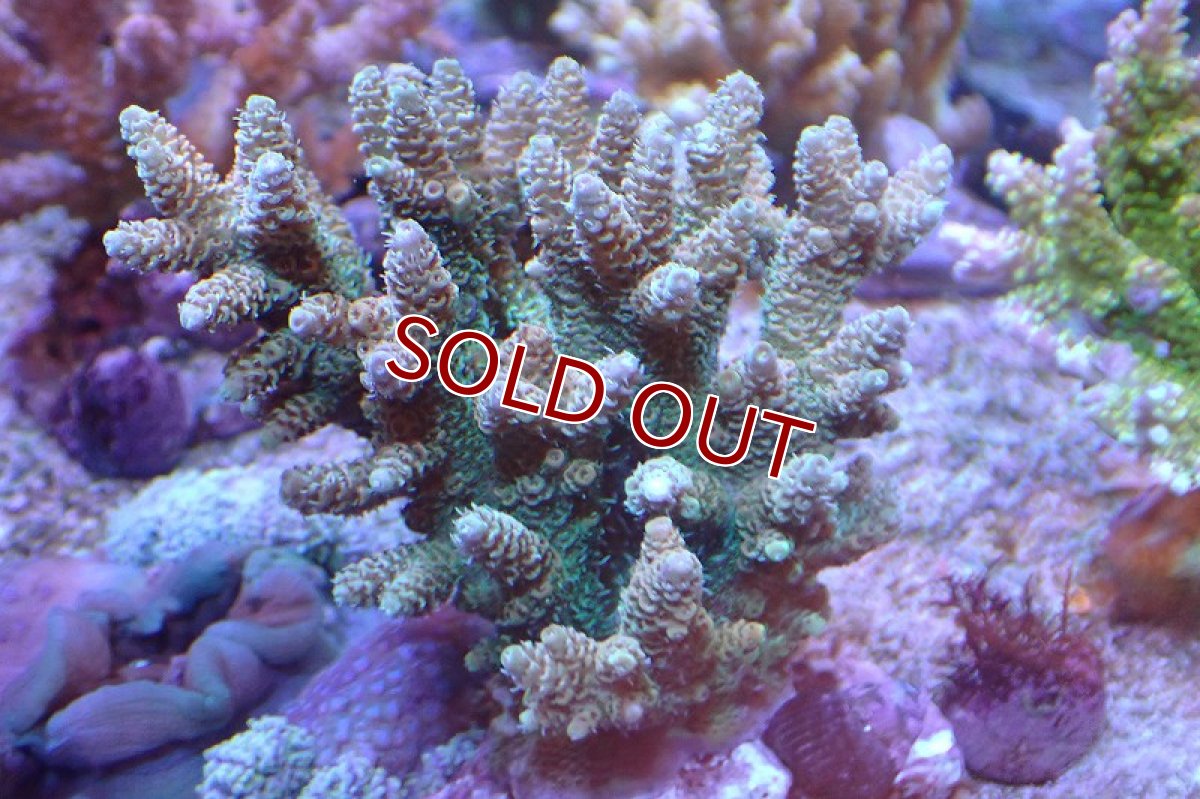 画像1: 【サンゴ】【通販】ブリードミドリイシsp.（美カラー）（個体販売）(±9ｃｍ）No.15（生体）（サンゴ） (1)