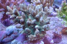 画像1: 【サンゴ】【通販】ブリードミドリイシsp.（美カラー）（個体販売）(±9ｃｍ）No.15（生体）（サンゴ） (1)