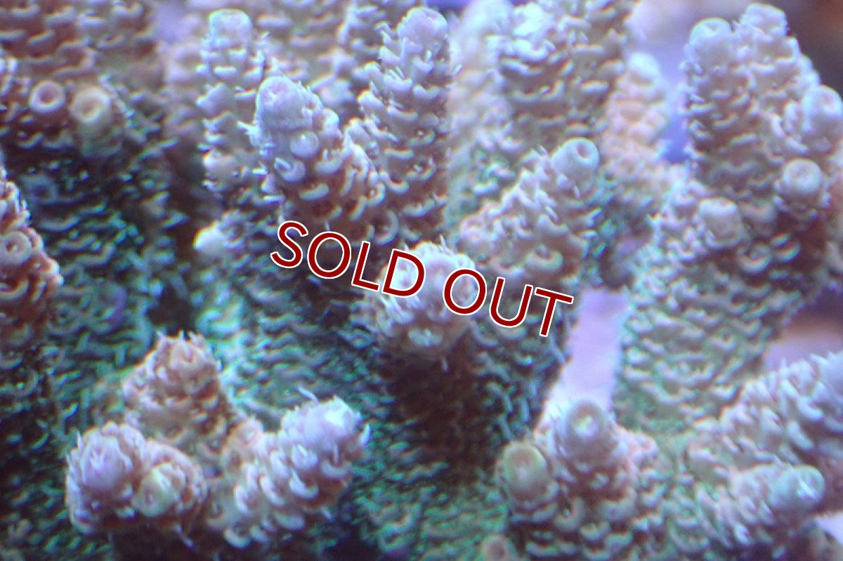 画像2: 【サンゴ】【通販】ブリードミドリイシsp.（美カラー）（個体販売）(±9ｃｍ）No.15（生体）（サンゴ） (2)