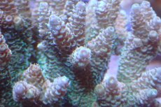 画像2: 【サンゴ】【通販】ブリードミドリイシsp.（美カラー）（個体販売）(±9ｃｍ）No.15（生体）（サンゴ） (2)