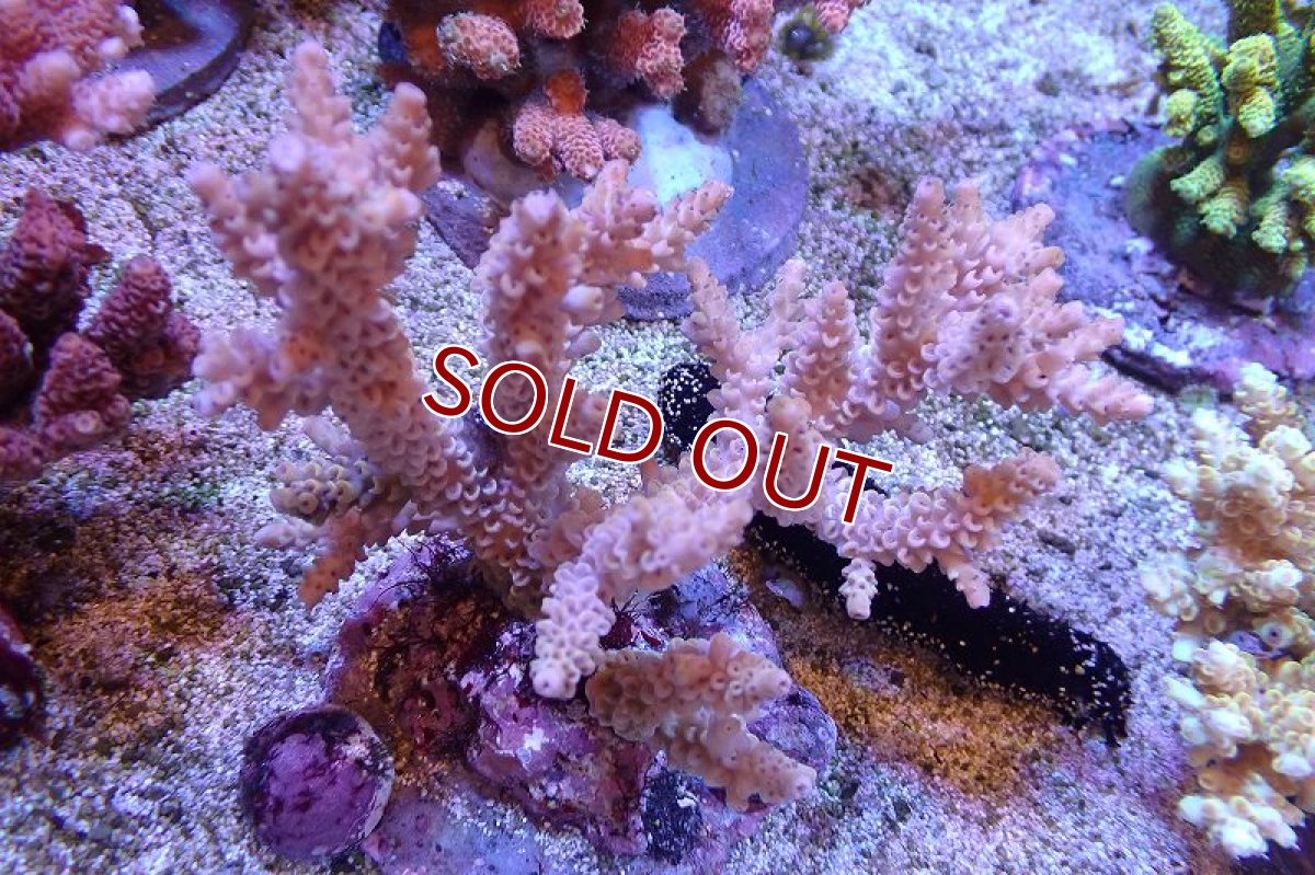 画像1: 【サンゴ】【通販】ブリードミドリイシsp.（美カラー）（個体販売）(±11ｃｍ）No.21（生体）（サンゴ） (1)