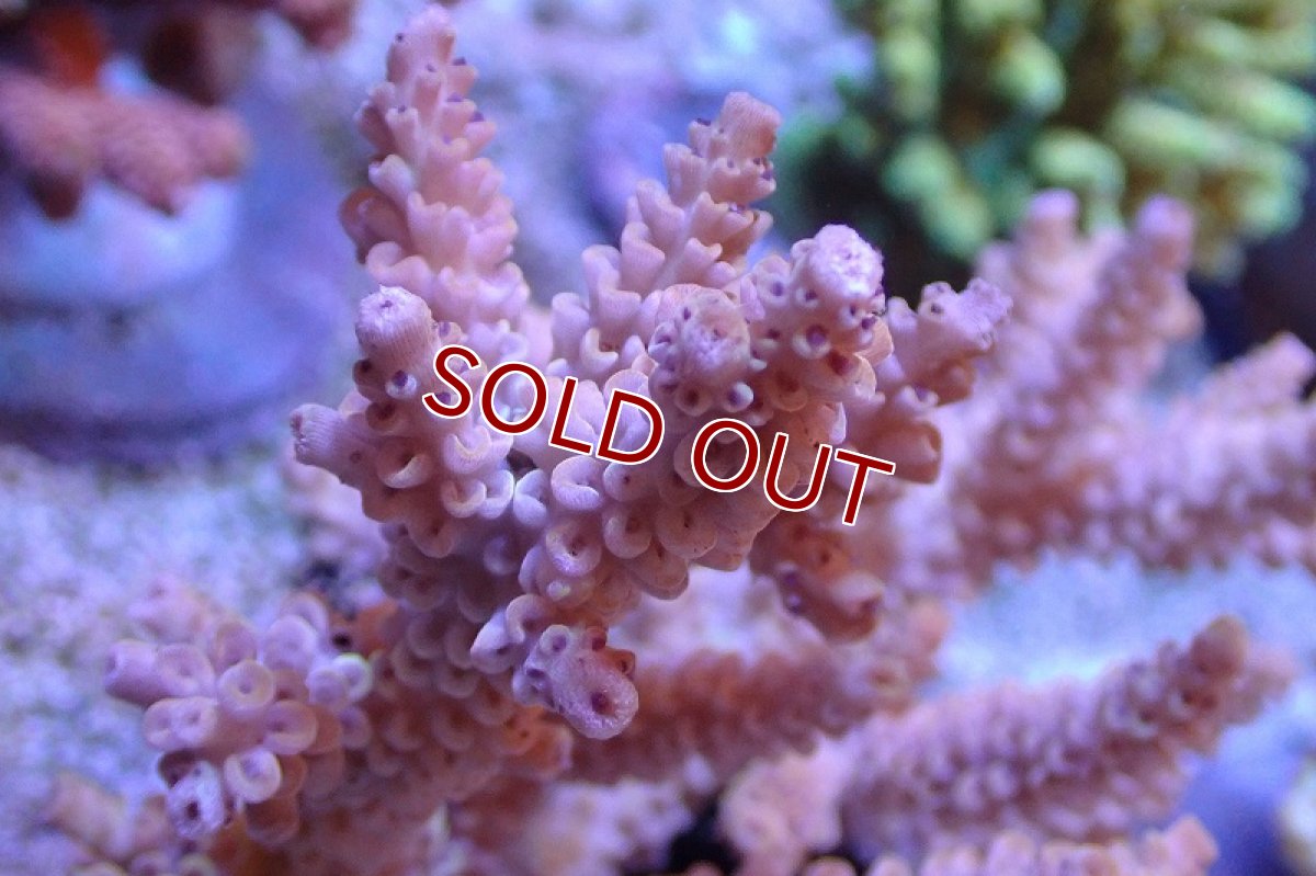 画像2: 【サンゴ】【通販】ブリードミドリイシsp.（美カラー）（個体販売）(±11ｃｍ）No.21（生体）（サンゴ） (2)