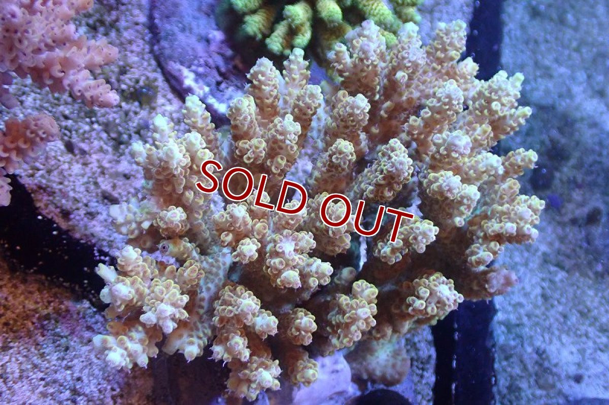 画像1: 【サンゴ】【通販】ブリードミドリイシsp.（美カラー）（個体販売）(±11ｃｍ）No.22（生体）（サンゴ） (1)