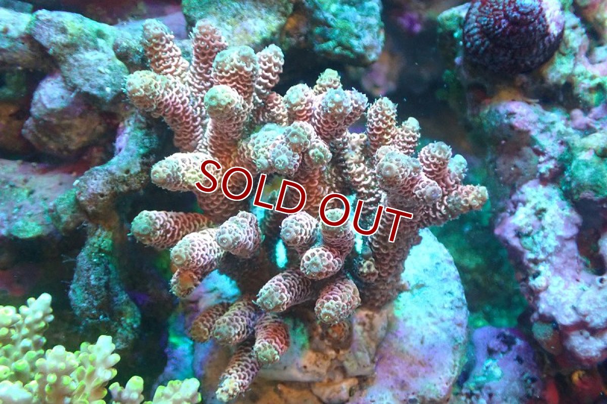 画像1: 【サンゴ】【通販】ブリードミドリイシsp.（美カラー）（個体販売）(±9ｃｍ）No.24（生体）（サンゴ） (1)