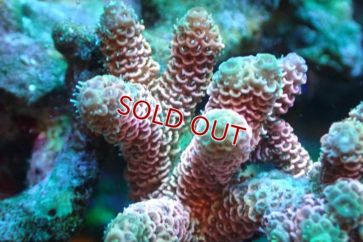 画像2: 【サンゴ】【通販】ブリードミドリイシsp.（美カラー）（個体販売）(±9ｃｍ）No.24（生体）（サンゴ） (2)