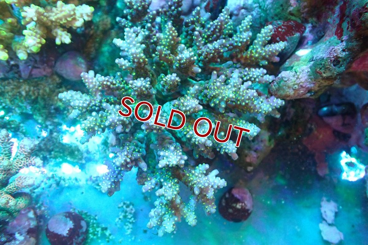 画像1: 【サンゴ】【通販】ブリードミドリイシsp.（美カラー）（個体販売）(±11ｃｍ）No.25（生体）（サンゴ） (1)