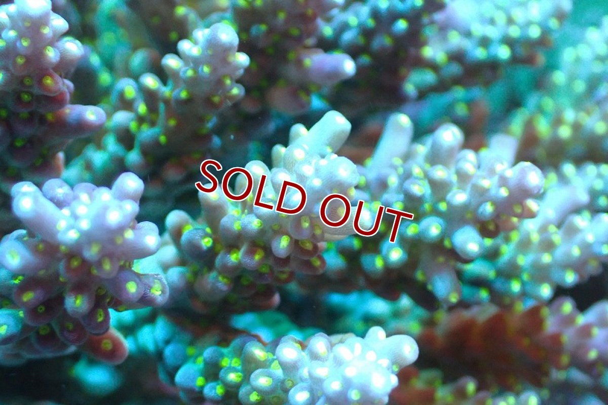 画像2: 【サンゴ】【通販】ブリードミドリイシsp.（美カラー）（個体販売）(±11ｃｍ）No.25（生体）（サンゴ） (2)