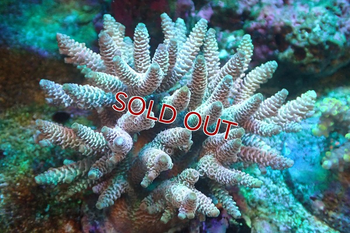 画像1: 【サンゴ】【通販】ブリードミドリイシsp.（美カラー）（個体販売）(±11ｃｍ）No.28（生体）（サンゴ） (1)