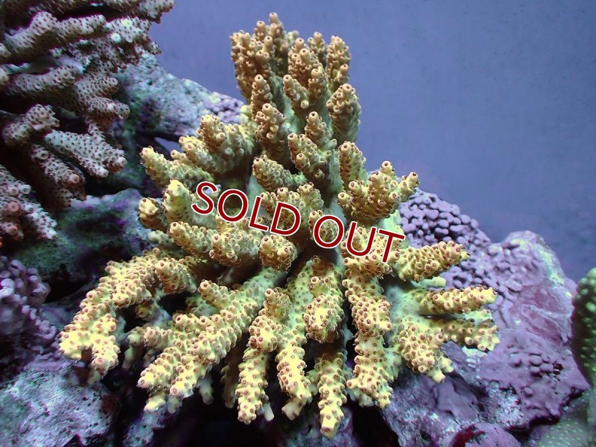 画像1: 【サンゴ】【通販】Wildミドリイシsp.（美カラー）MLサイズ（個体販売）(±15ｘ14ｃｍ）No.22（生体）（サンゴ） (1)