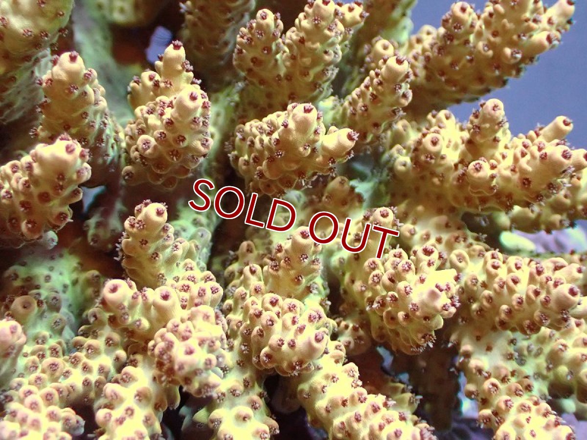 画像2: 【サンゴ】【通販】Wildミドリイシsp.（美カラー）MLサイズ（個体販売）(±15ｘ14ｃｍ）No.22（生体）（サンゴ） (2)