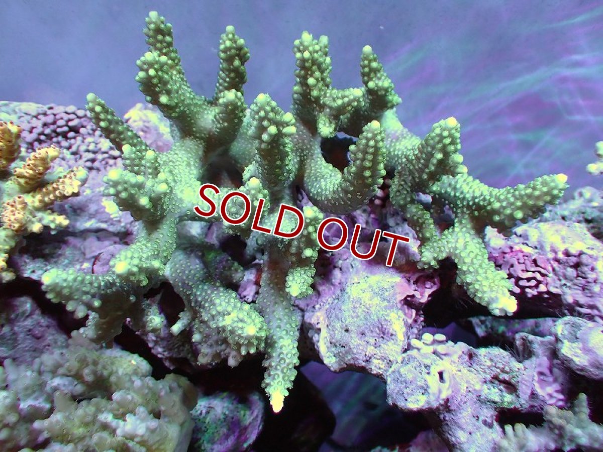 画像1: 【サンゴ】【通販】Wildミドリイシsp.（美カラー）Lサイズ（個体販売）(±15ｘ14ｃｍ）No.23（生体）（サンゴ） (1)