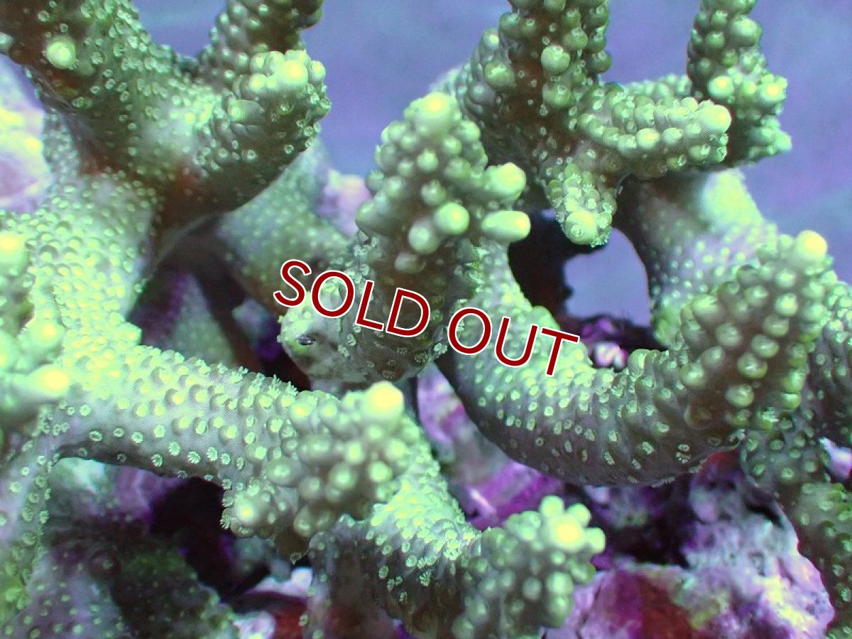 画像2: 【サンゴ】【通販】Wildミドリイシsp.（美カラー）Lサイズ（個体販売）(±15ｘ14ｃｍ）No.23（生体）（サンゴ） (2)