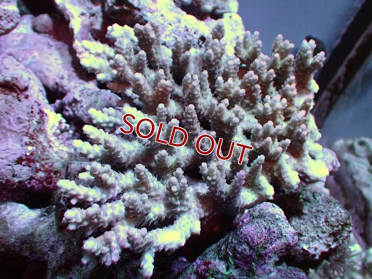 画像1: 【サンゴ】【通販】Wildミドリイシsp.（美カラー）Mサイズ（個体販売）(±13ｘ12ｃｍ）No.27（生体）（サンゴ） (1)