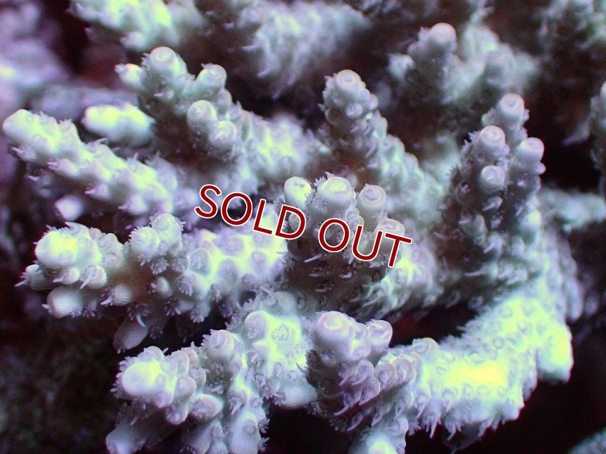 画像2: 【サンゴ】【通販】Wildミドリイシsp.（美カラー）Mサイズ（個体販売）(±13ｘ12ｃｍ）No.27（生体）（サンゴ） (2)