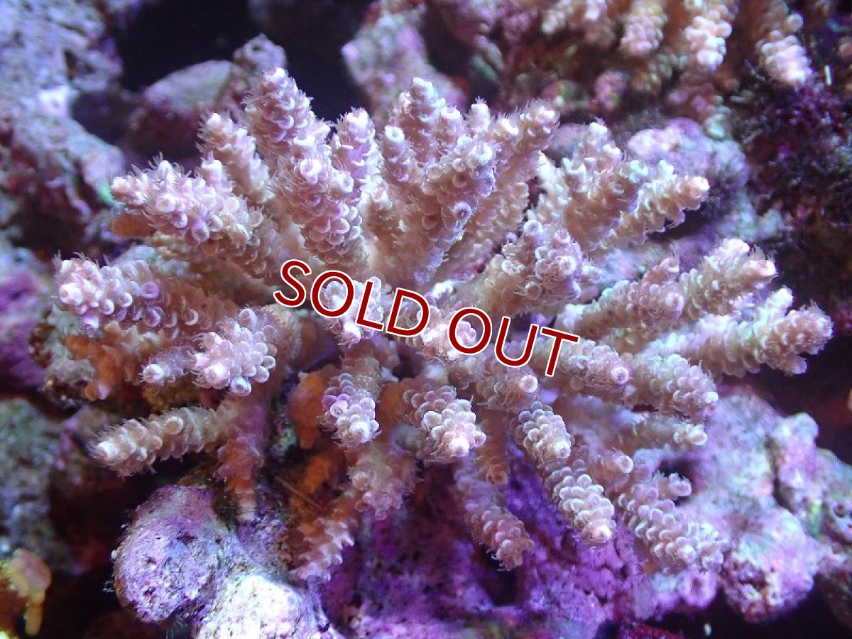 画像1: 【サンゴ】【通販】Wildミドリイシsp.（美カラー）SMサイズ（個体販売）(±10ｃｍ）No.1（生体）（サンゴ） (1)