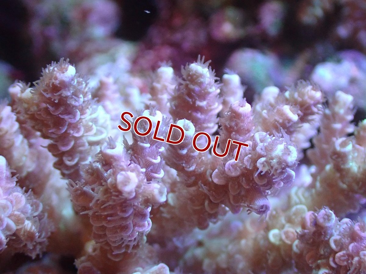 画像2: 【サンゴ】【通販】Wildミドリイシsp.（美カラー）SMサイズ（個体販売）(±10ｃｍ）No.1（生体）（サンゴ） (2)