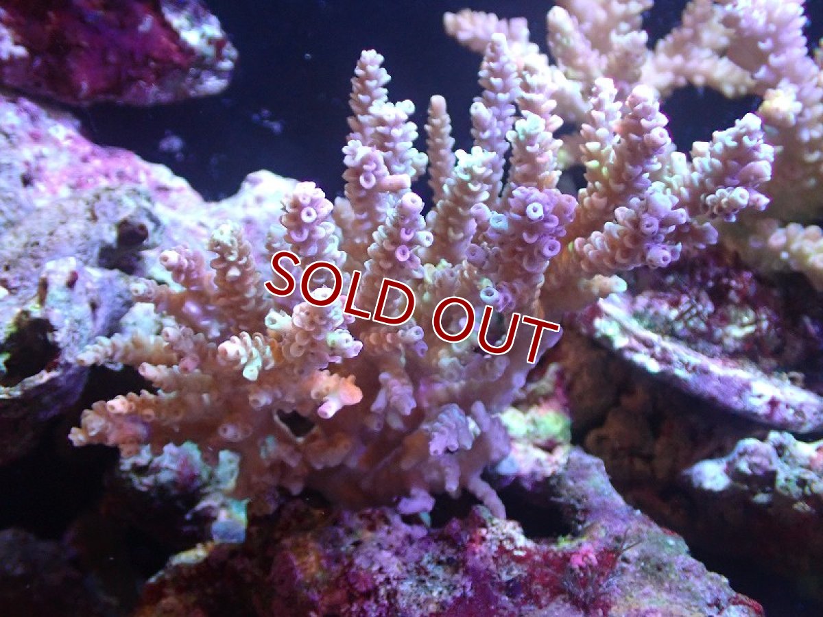 画像1: 【サンゴ】【通販】Wildミドリイシsp.（美カラー）SMサイズ（個体販売）(±10ｃｍ）No.2（生体）（サンゴ） (1)